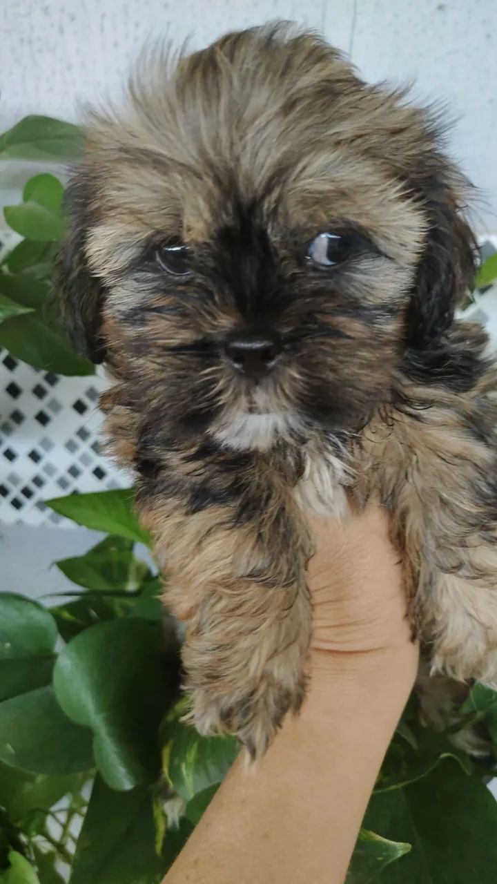 Vendo um lindo filhotinho de Shitzu  - Foto 2
