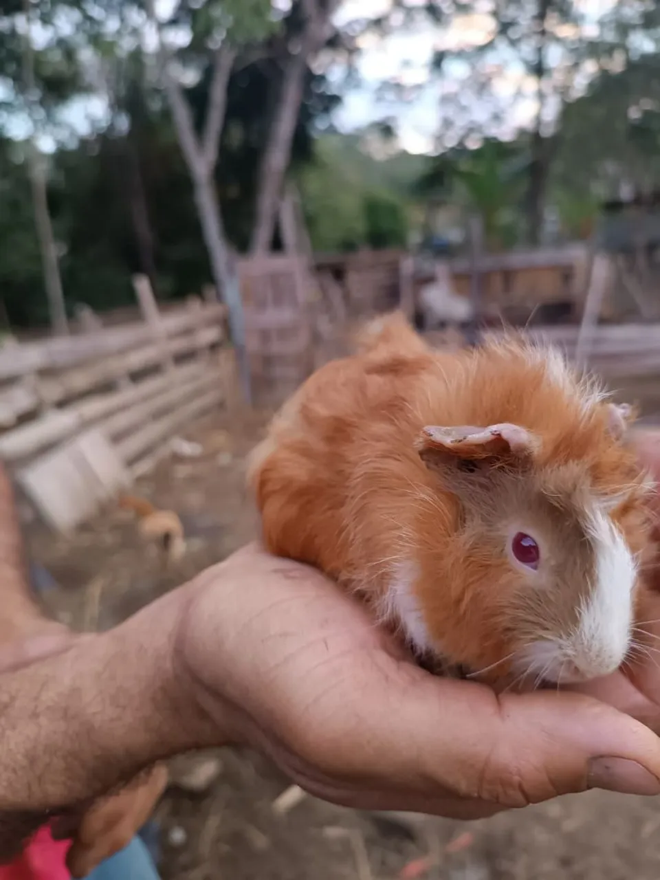 Porquinho da Índia Filhote - Pelagem Linda e Exclusiva