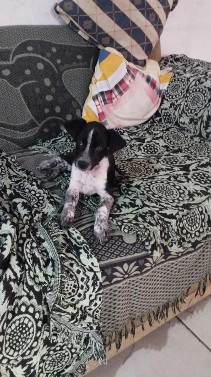 Filhote fêmea SRD para adoção 