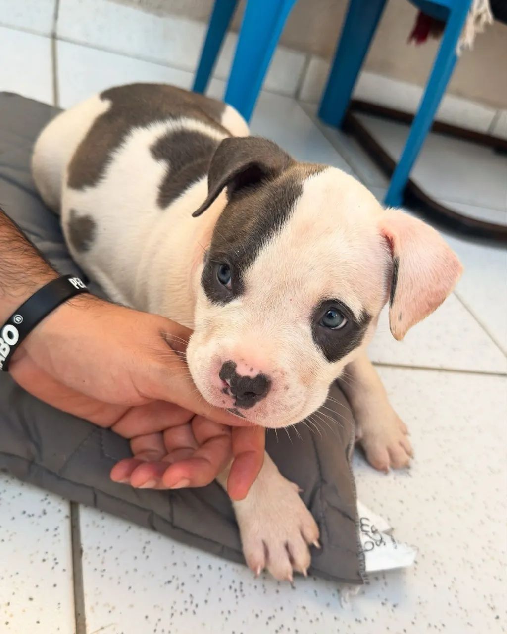 Filhotes de American Bully - Foto 4