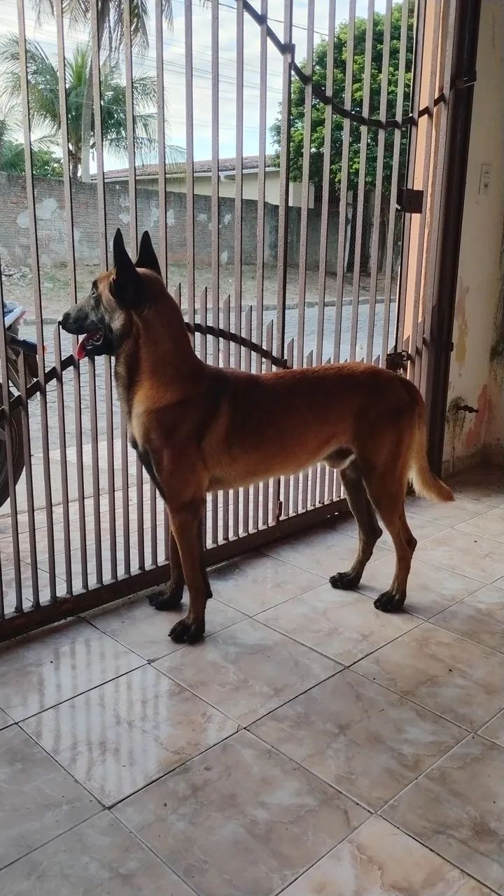 Cachorro Pastor Belga de Malinois  - Foto 4