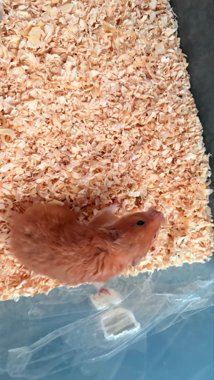 Hamster doação  - Foto 3