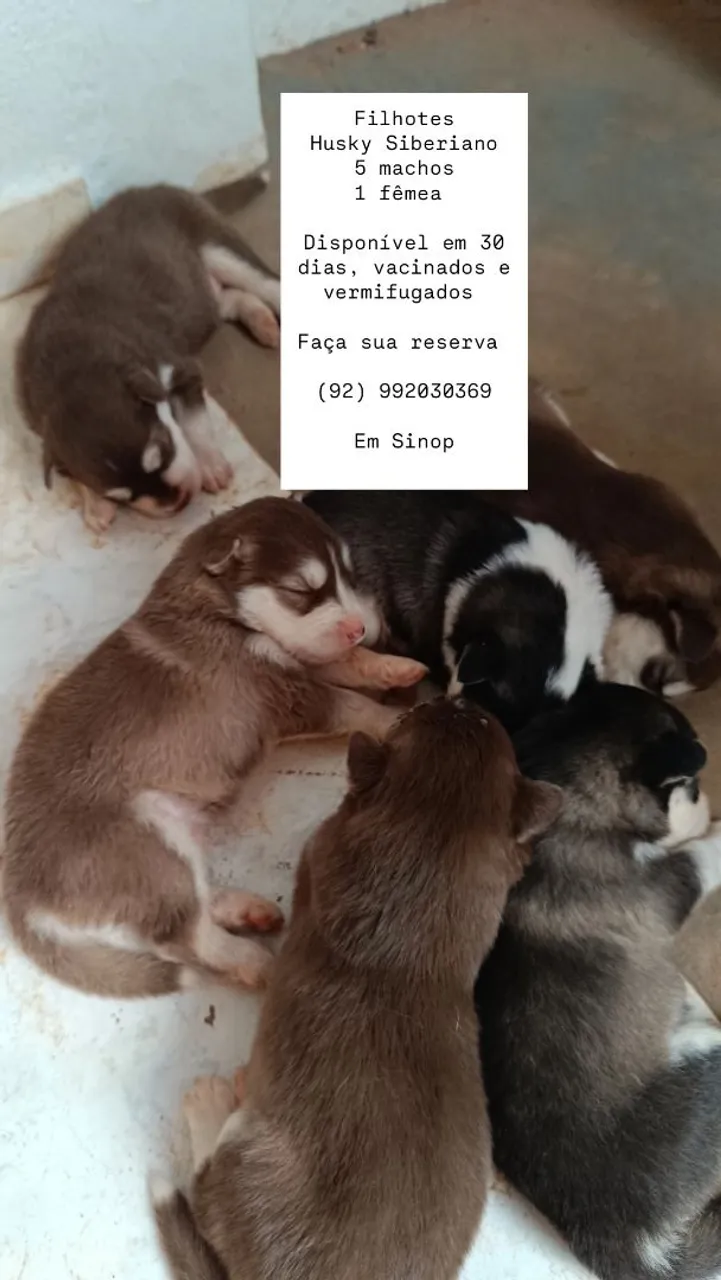 Filhotes Husky Siberiano
