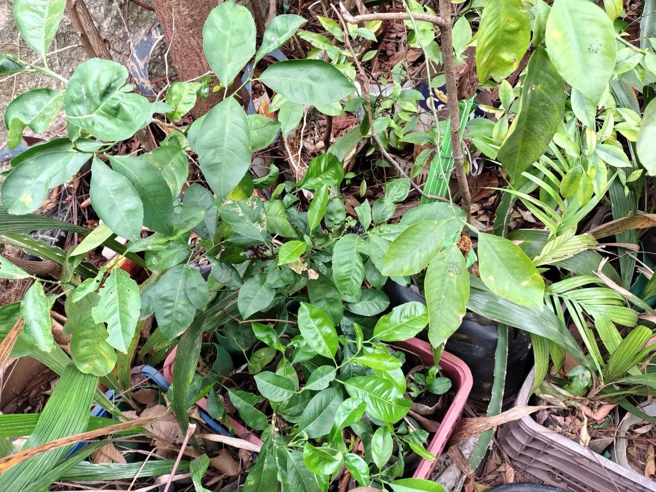 MUDAS DE MEXERICAS,COM 03 A 05 ANOS - Foto 4