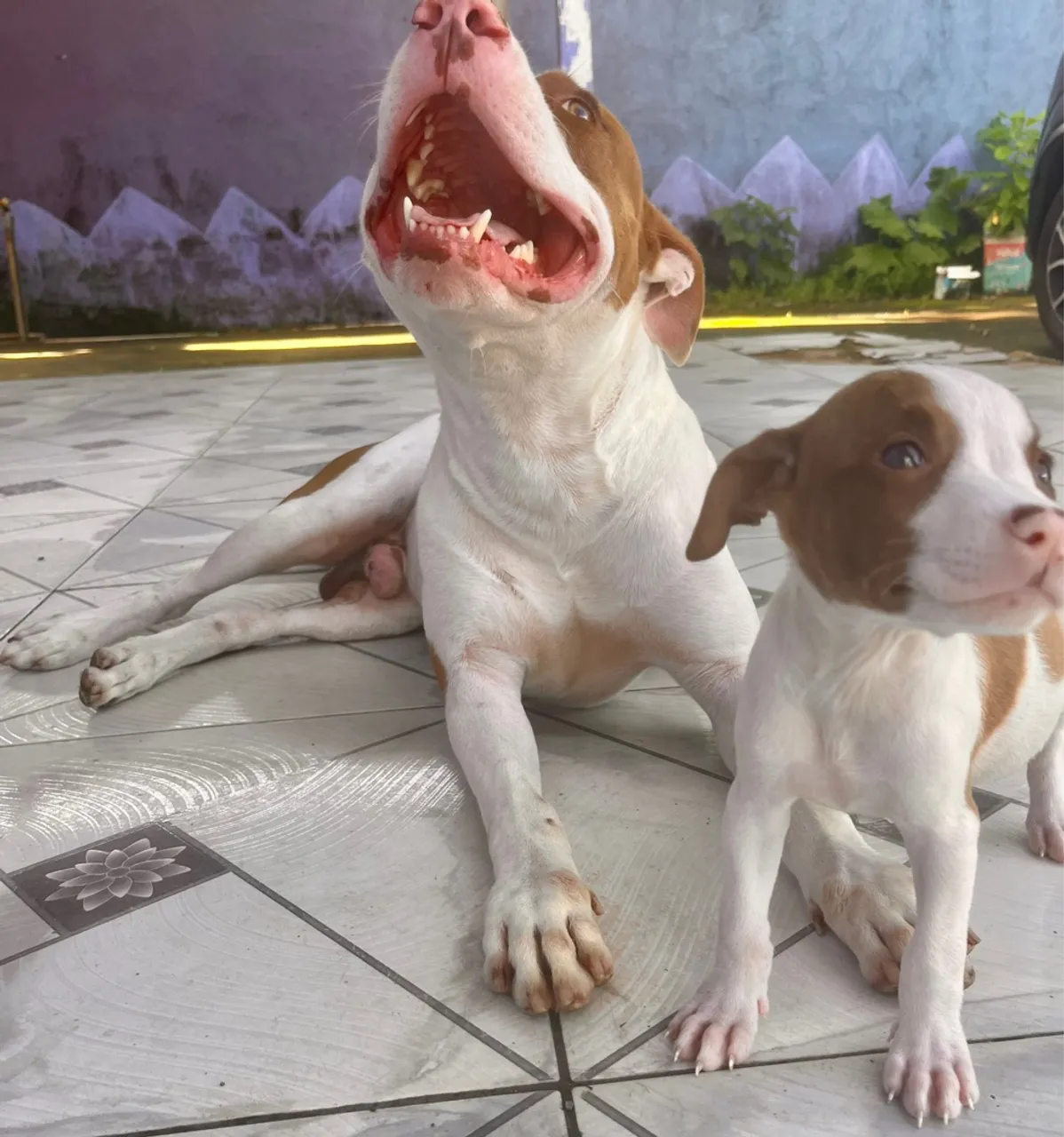 Filhotes de Pitbull $200, fazemos entrega. What: *
