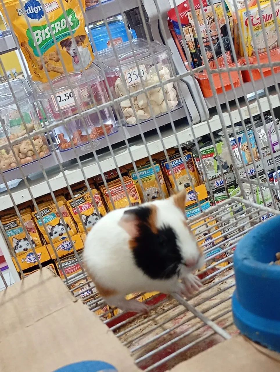 Porquinho da Índia filhote  - Foto 2