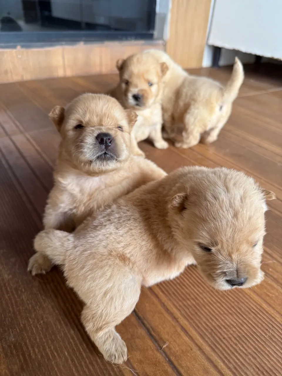 Filhotes de chow chow disponíveis