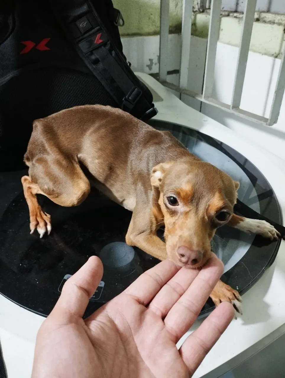 Pinscher macho chocolate