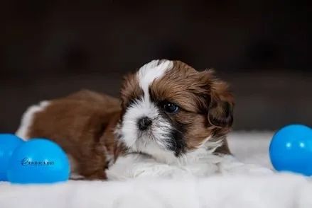 Filhote de Shih-Tzu Macho: Carinho e Diversão a Cada Passo