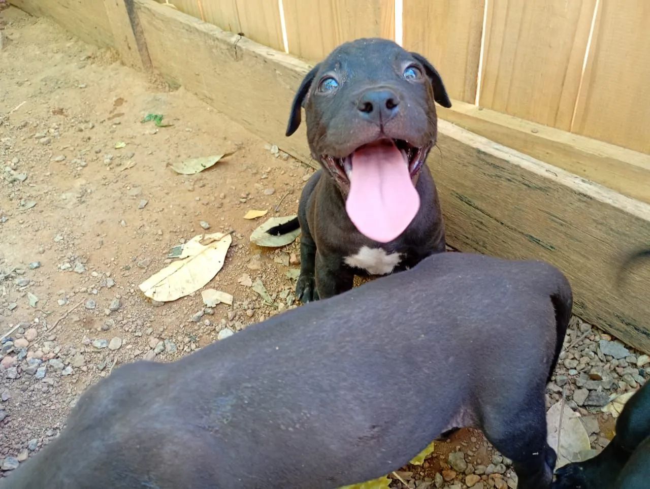 Filhote Pitbull fêmea  - Foto 5