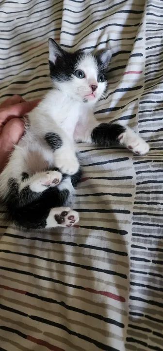 Gatinho preto e branco disponível para adoção - Foto 2