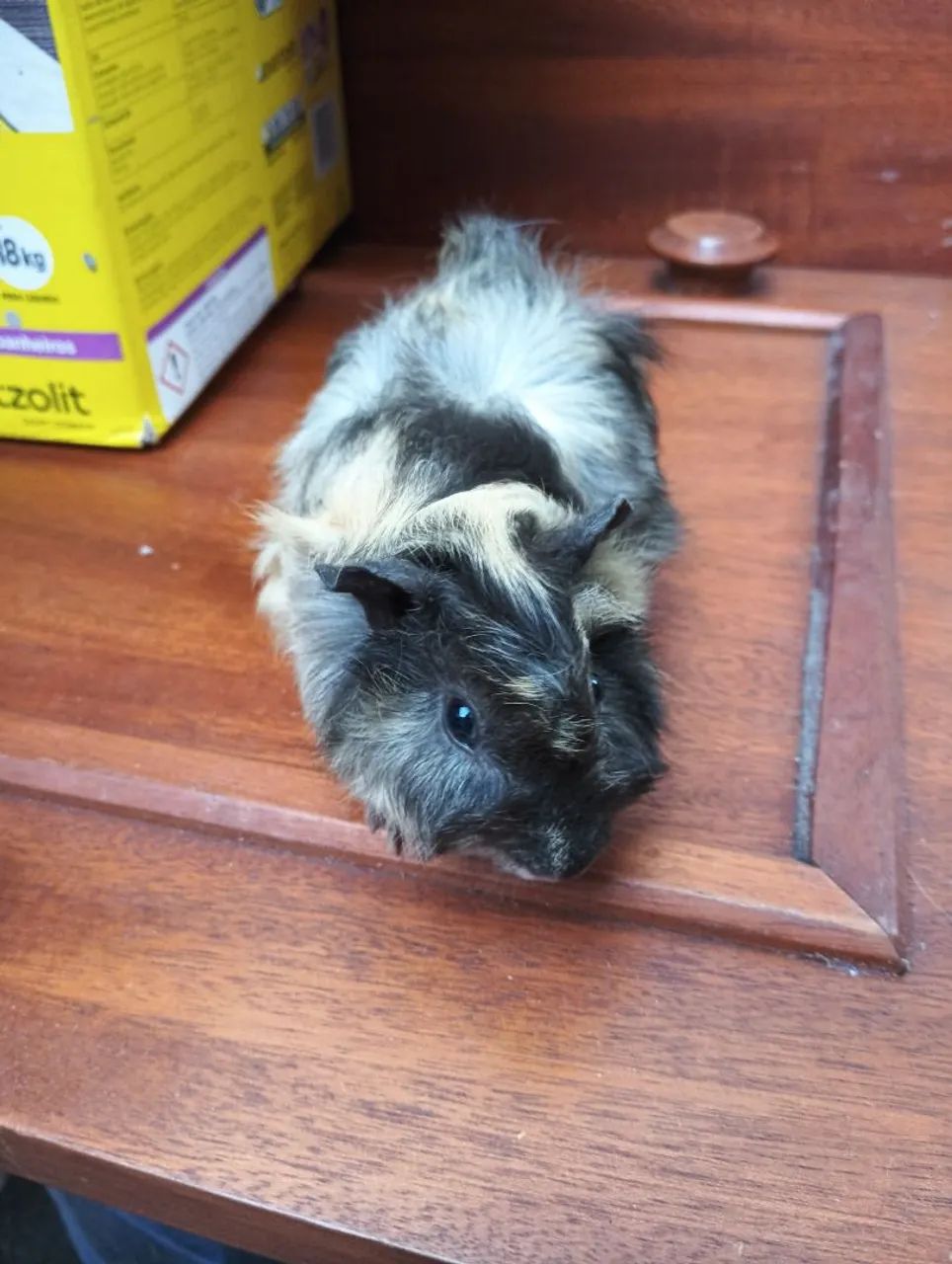 Vende-se porquinhos da índia jovem - Foto 2