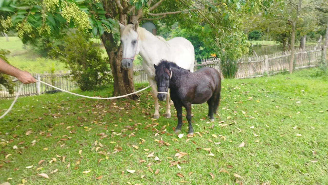 Mini poneys