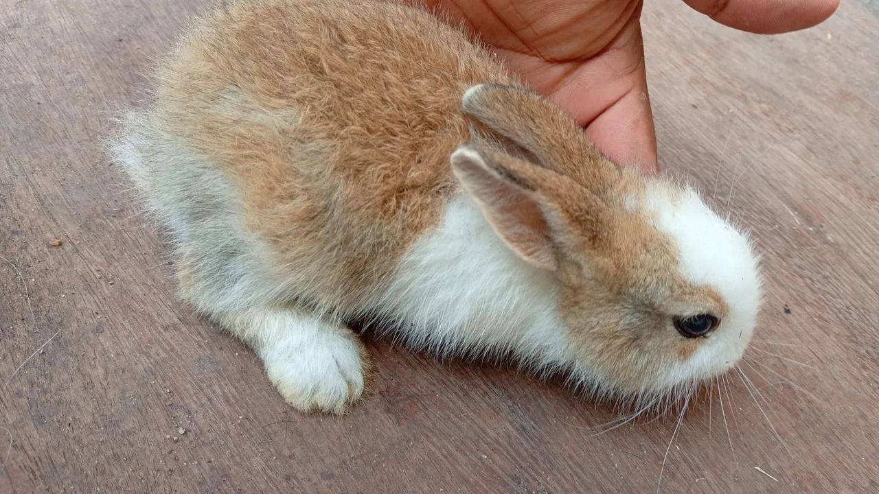 Rabbit64961612267651122