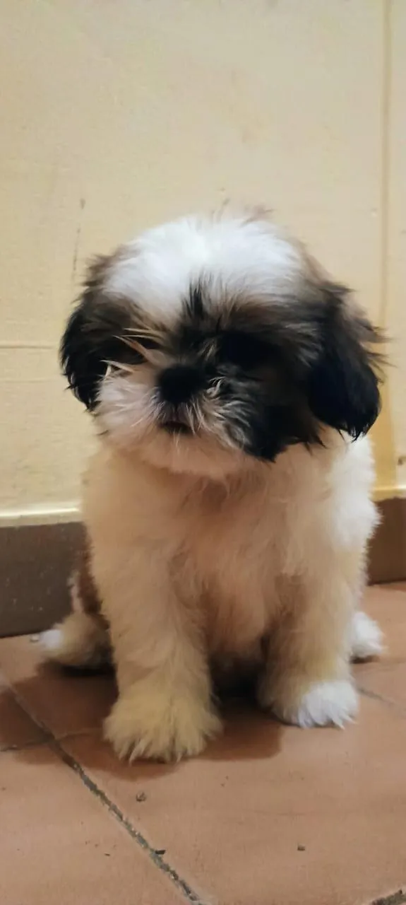 shih tzu fêmea.
