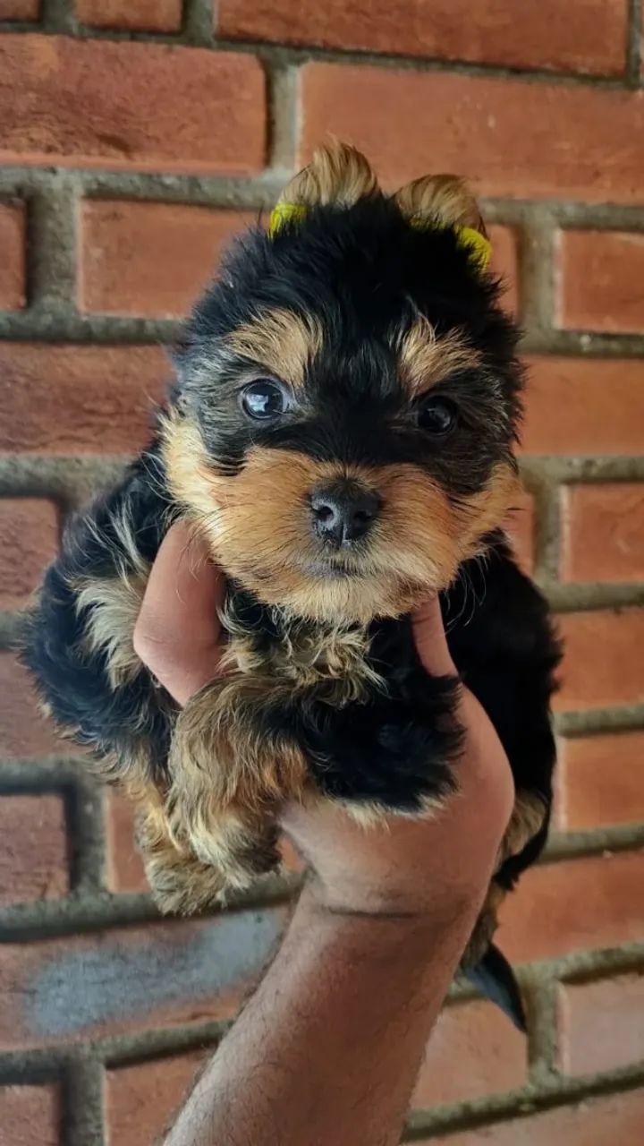 Yorkshire Puro - Charme e Personalidade em Cada Passo! PARCELAMOS EM ATÉ 12 X SEM JUROS