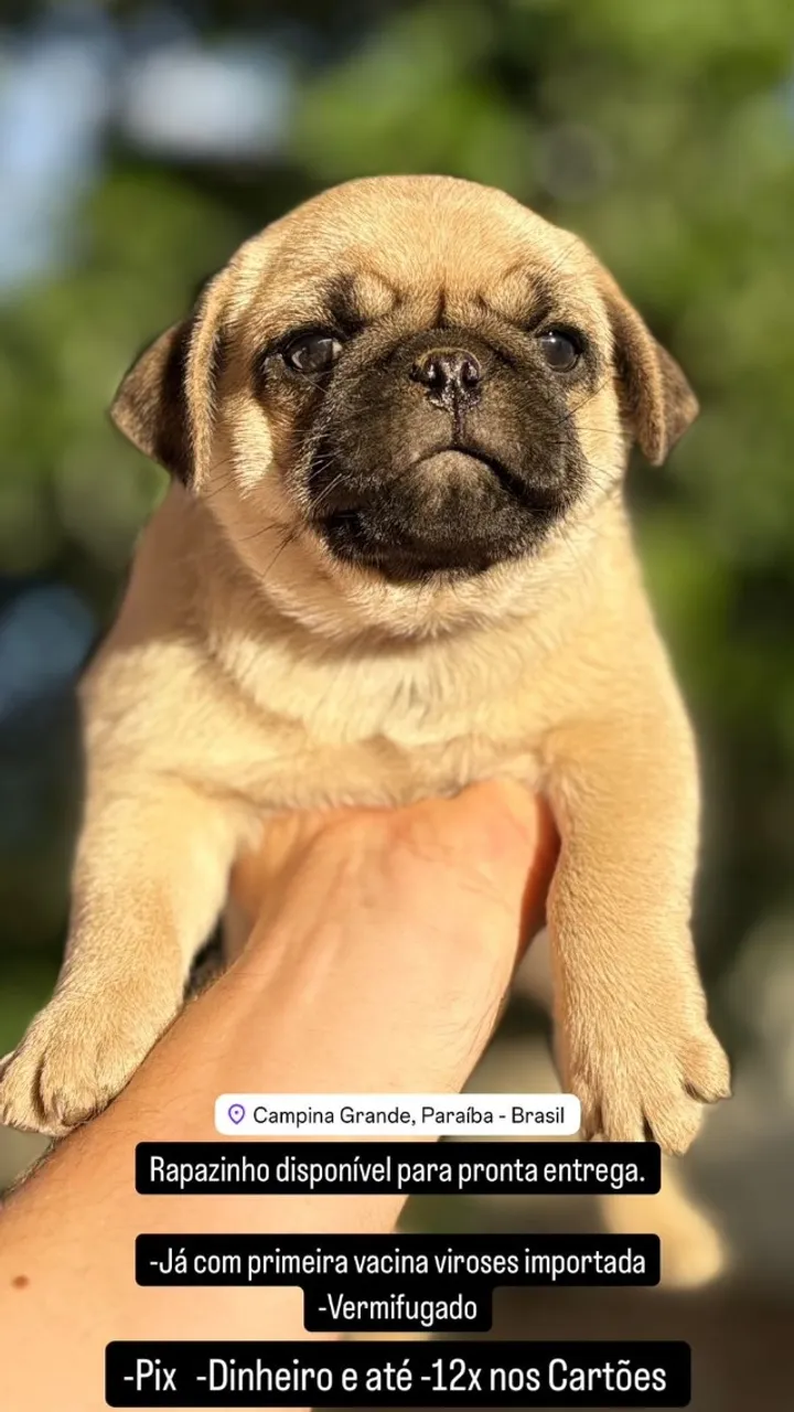 Filhote de Pug