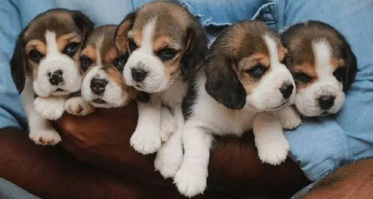 Beagle puro, dócil e cheio de energia!
