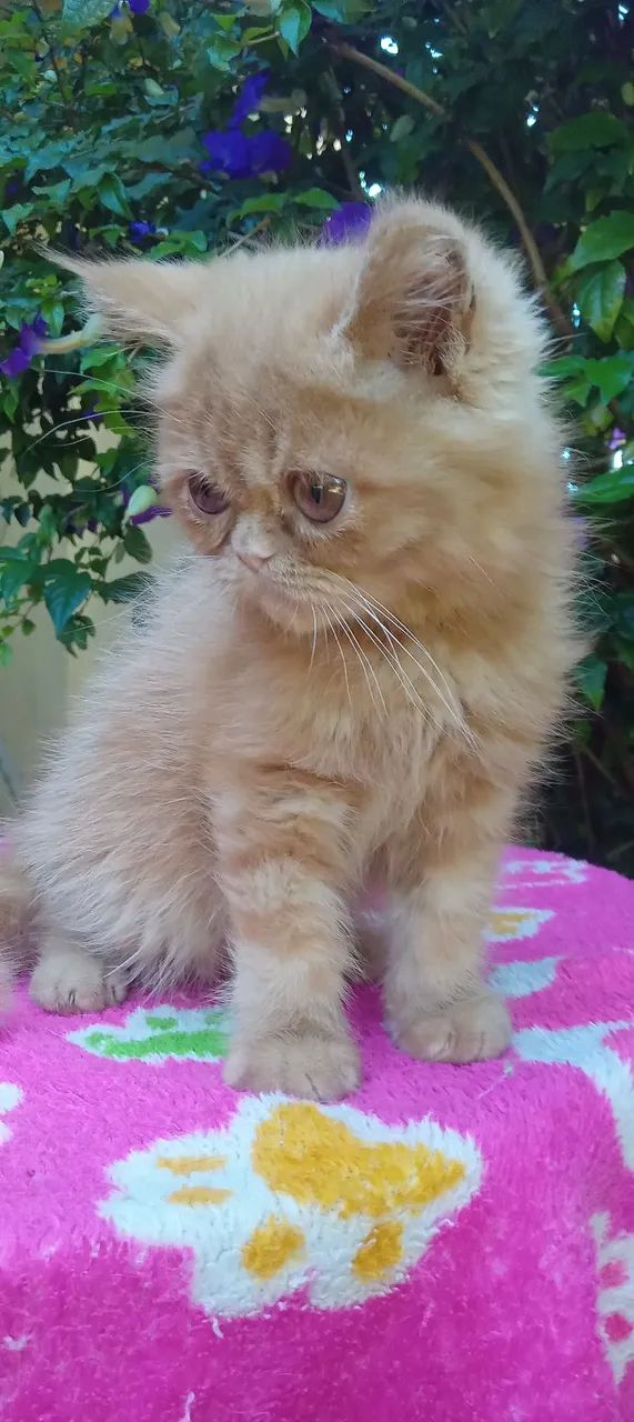 Filhote Persa Exótico  - Foto 4