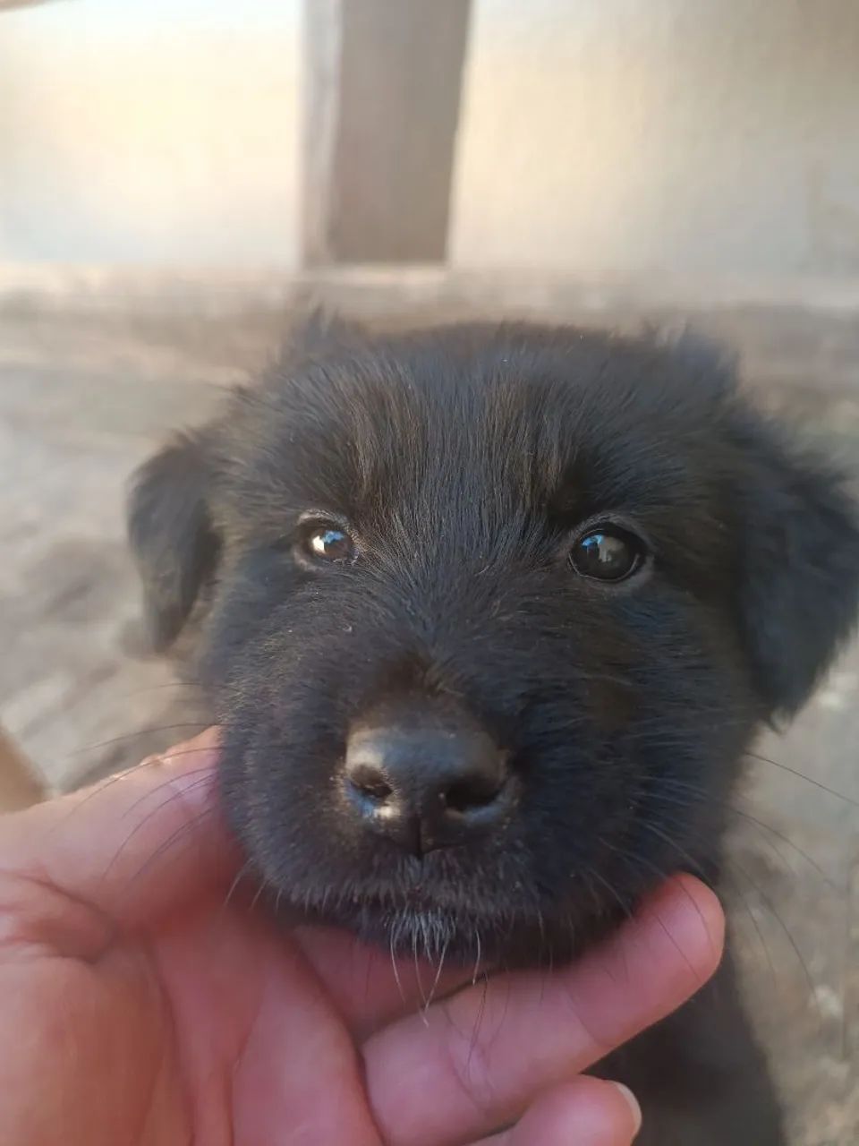 Adoção responsável  - Foto 5