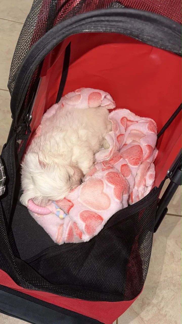 Maltês micro 4 meses  - Foto 5