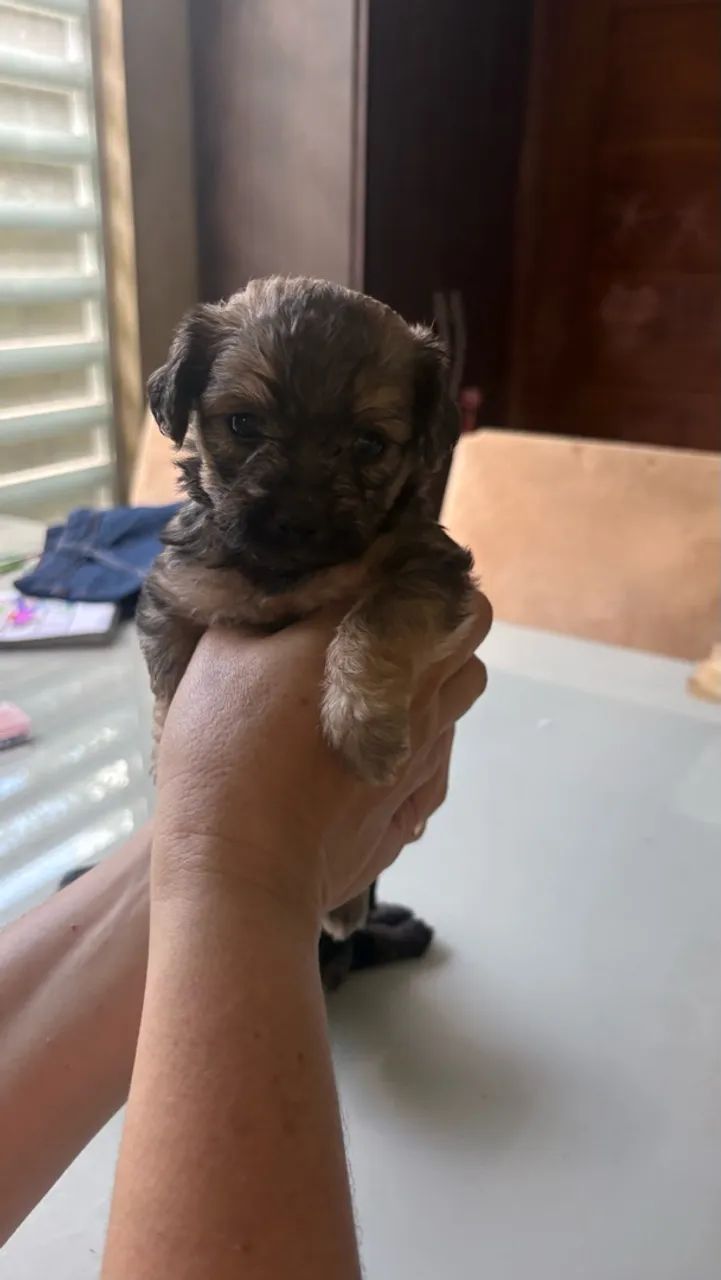 Filhote de cachorro  - Foto 3