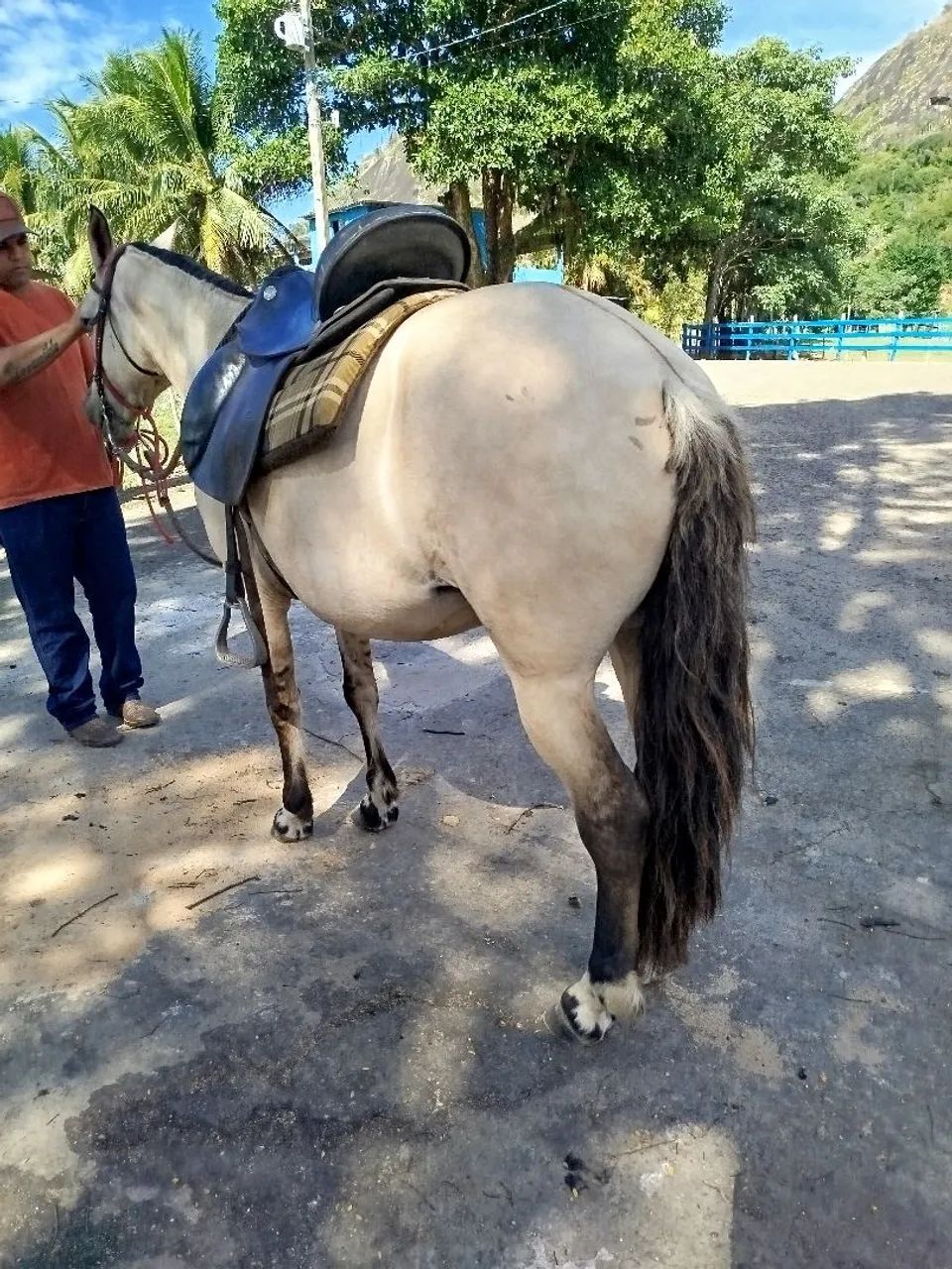 Égua Baia  - Foto 4