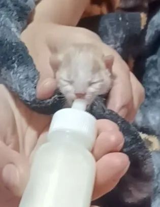 Doação de bebê angorá órfão 