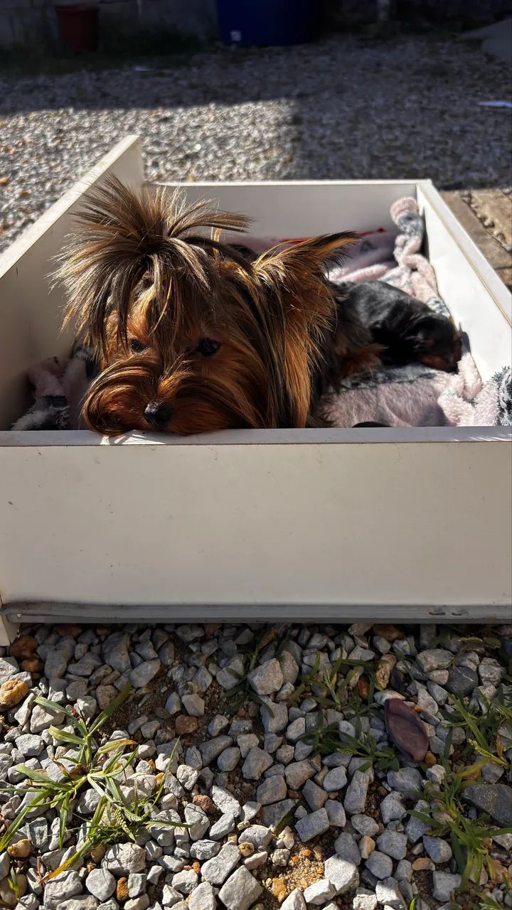 cachorros  - Foto 5