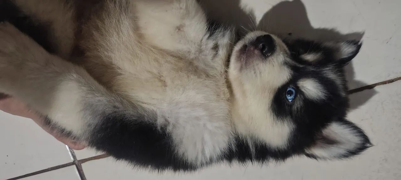Husky puro  - Foto 2