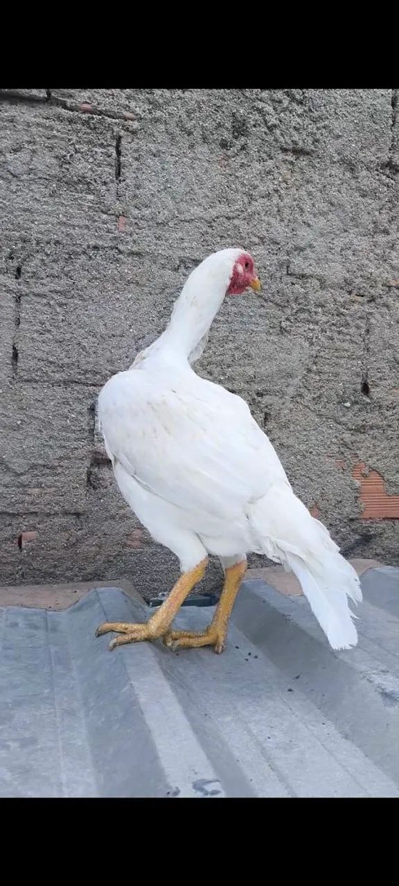 Galinha índia branca - Foto 4
