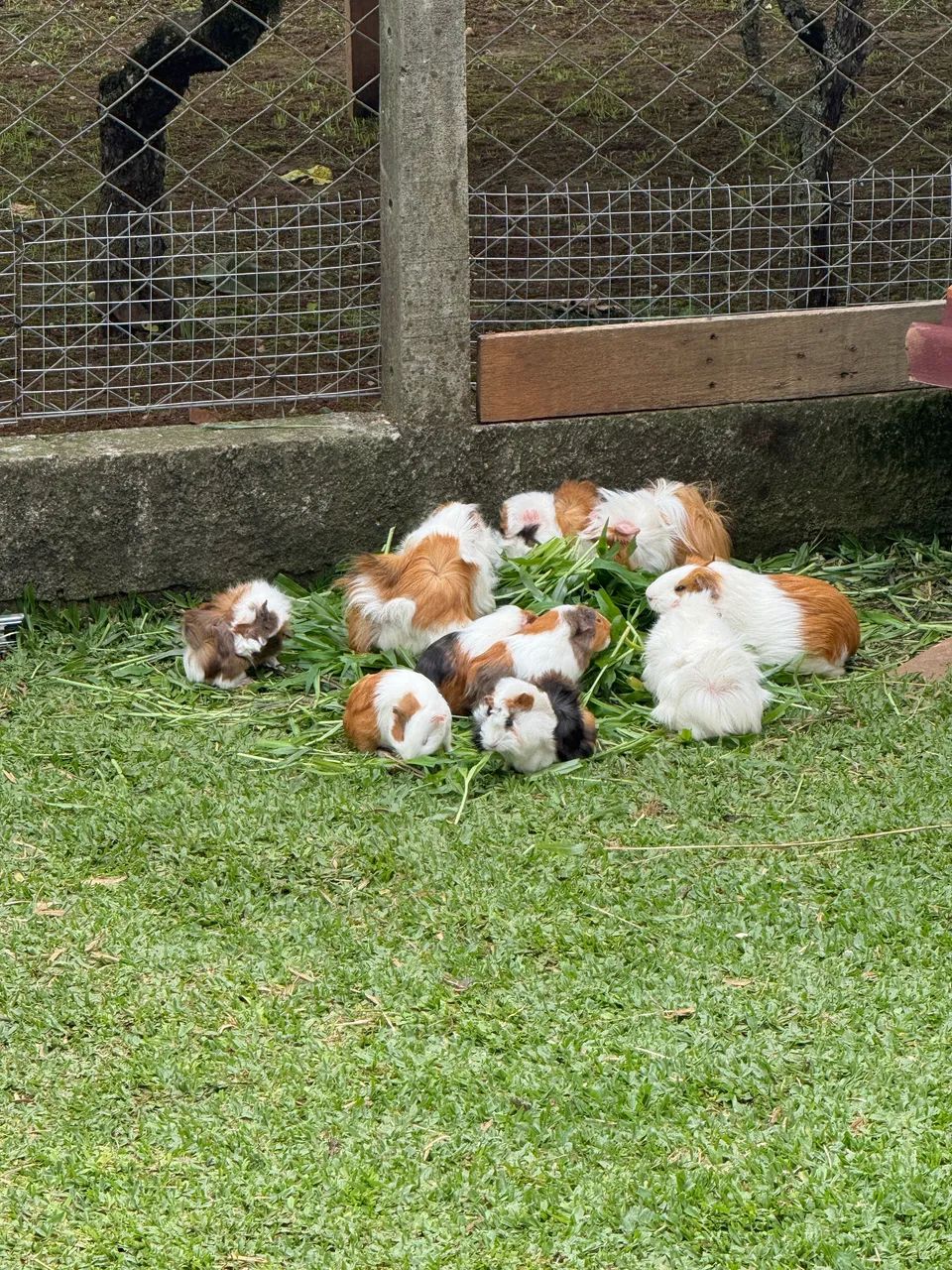 Porquinhos da índia  - Foto 2