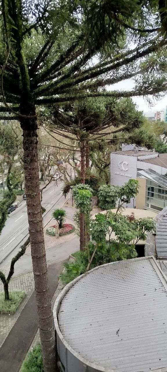 Corte, poda de árvores e amarração de galhos