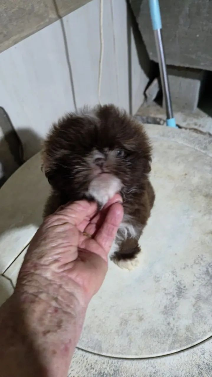 Vendo shitzu