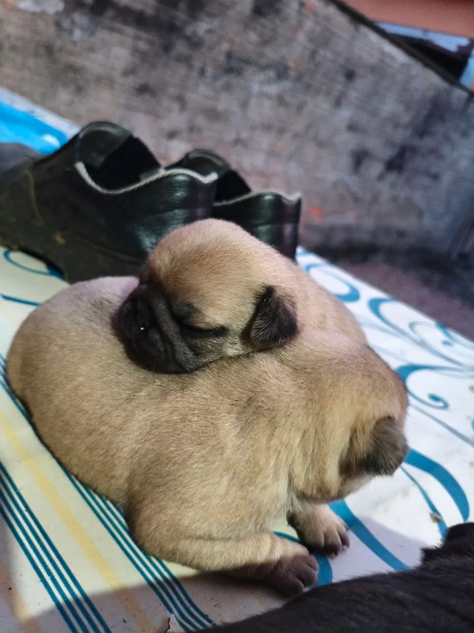 Filhotes de pug - Foto 2