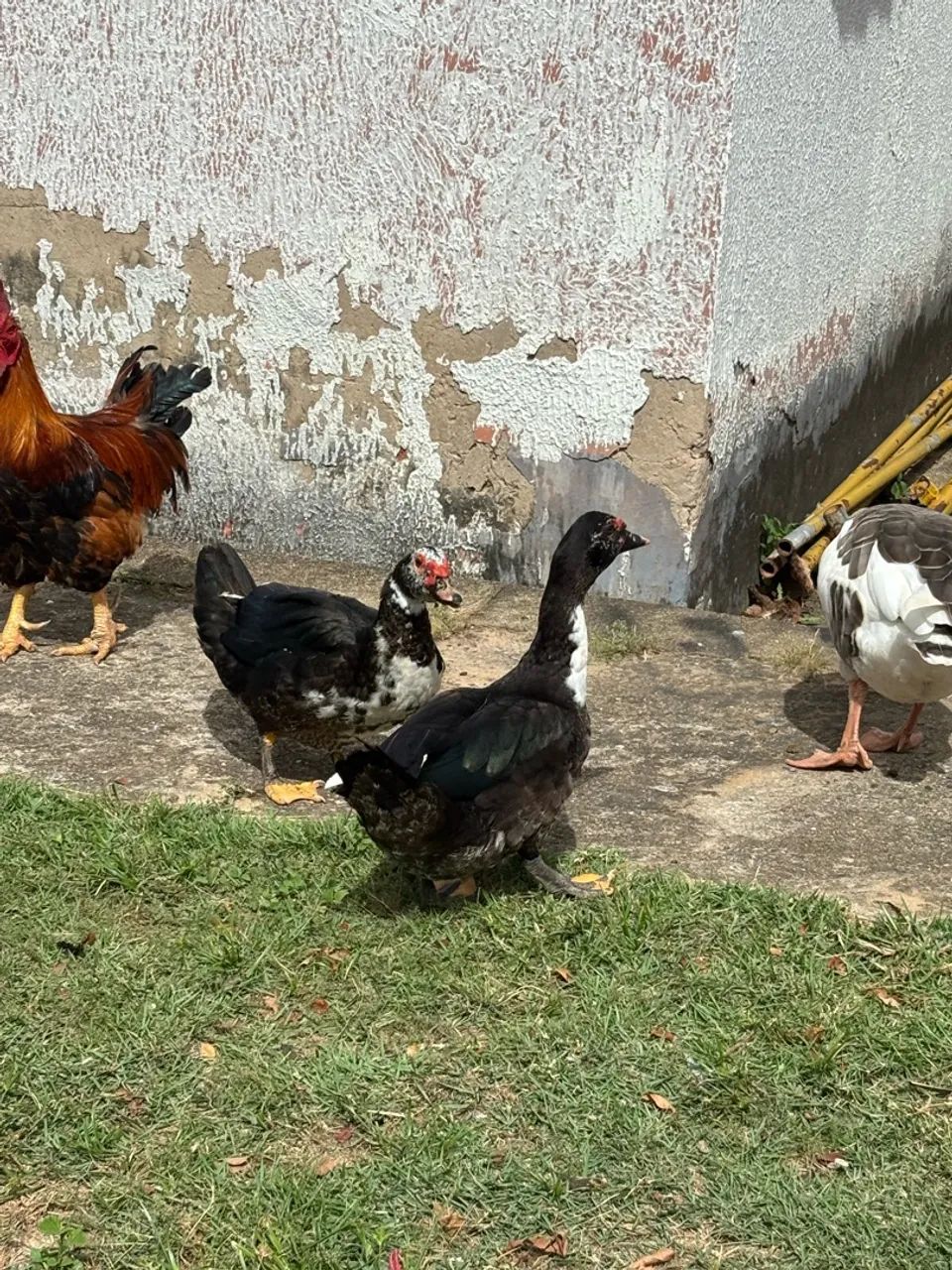 Patos  - Foto 5