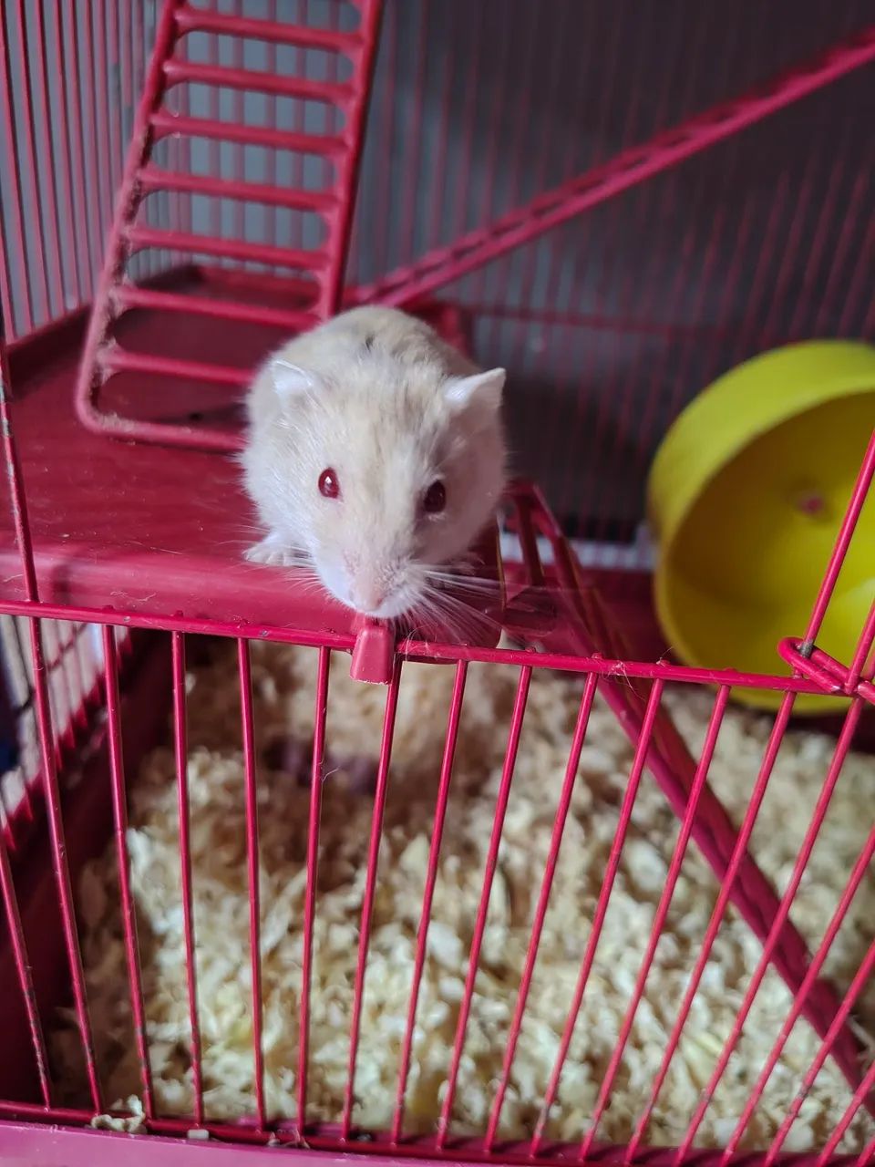Hamster65568057578497121