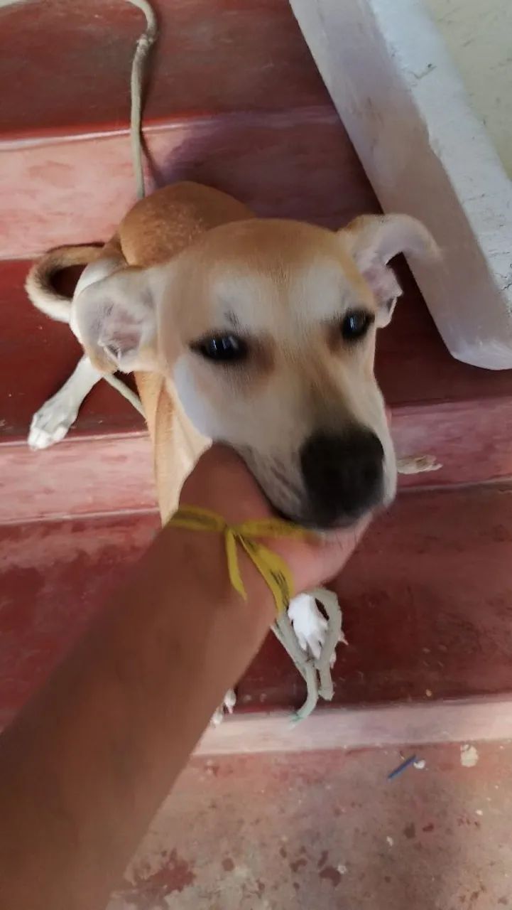Doação de cachorro  - Foto 3