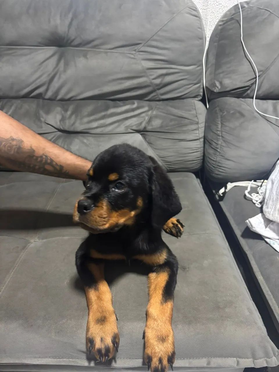 Rottweiler 