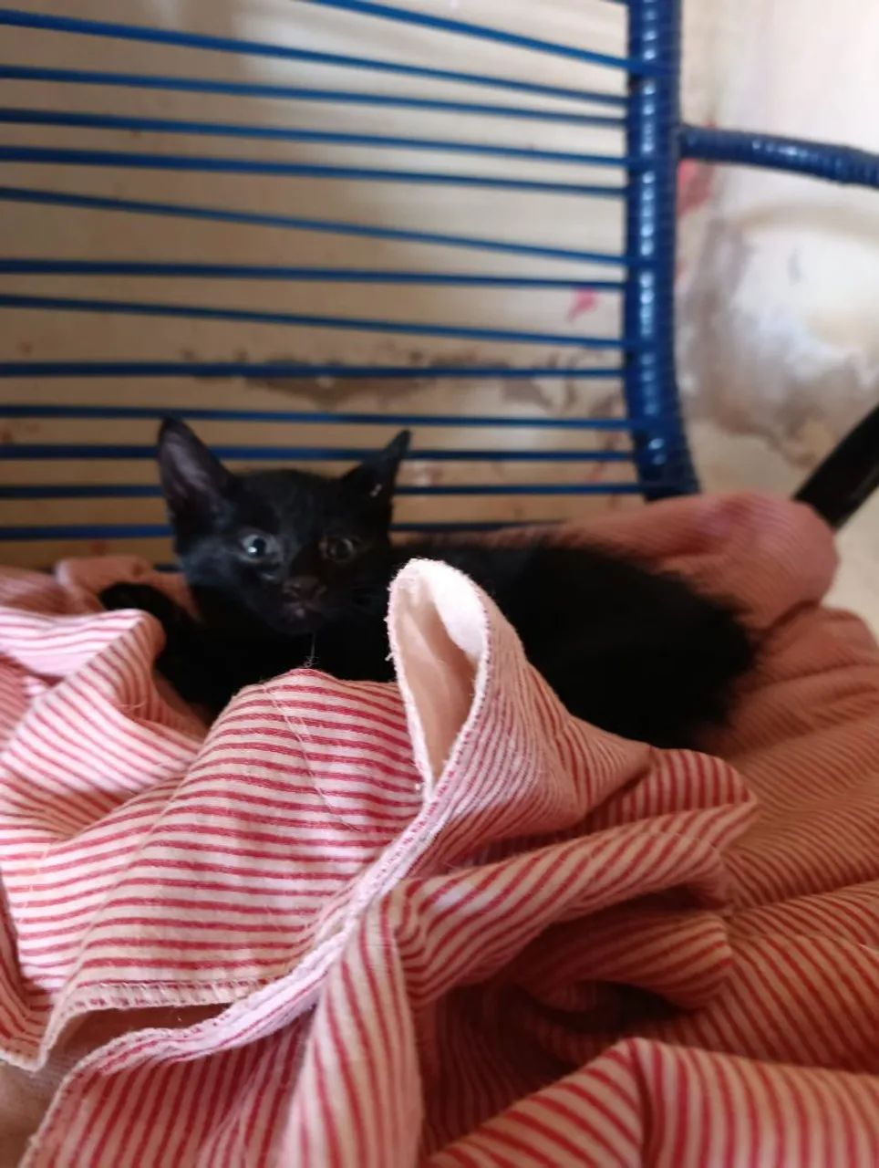 Doação de gatos  - Foto 2