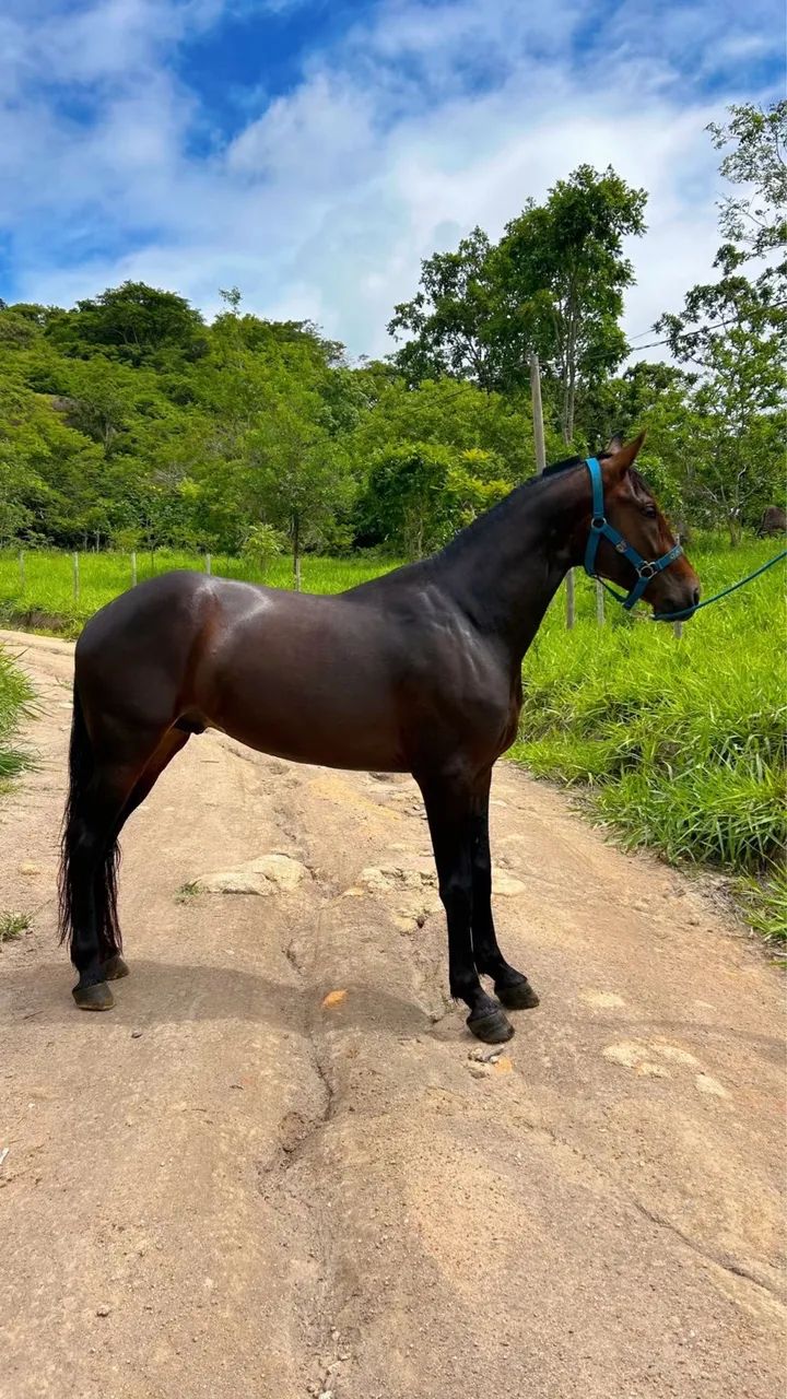 Manga Larga Marchador com registro. - Foto 3