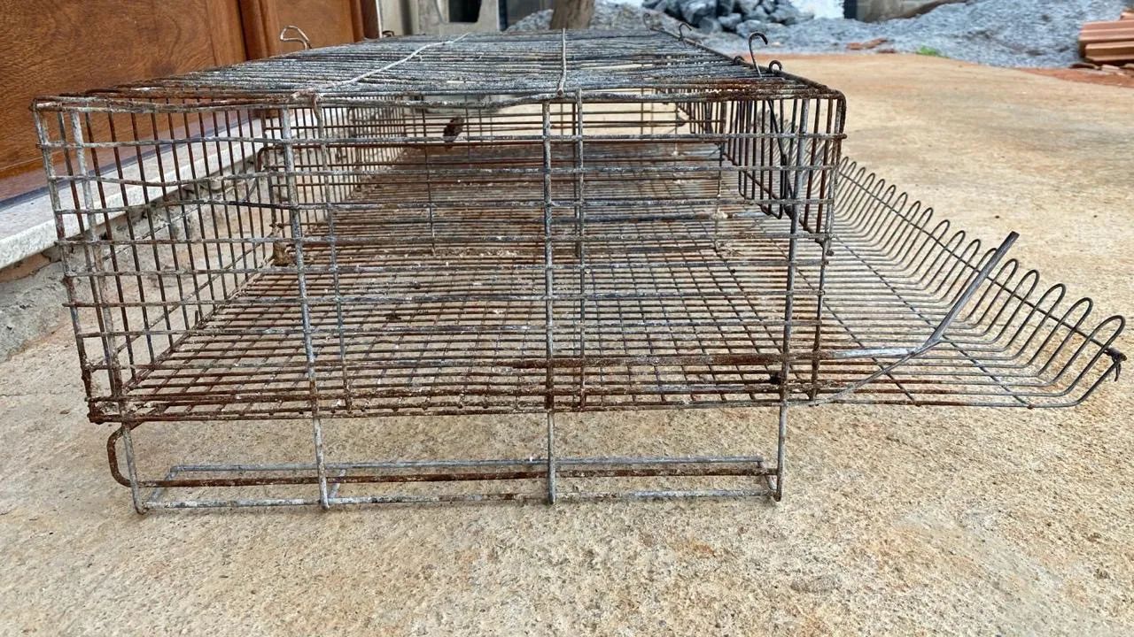 Gaiola para codornas 