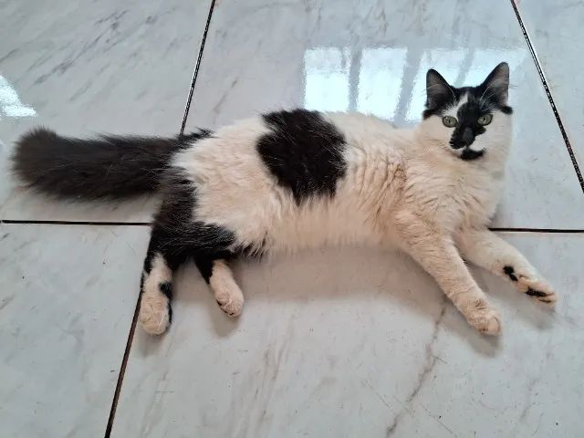 Doação de 4 gatos - Foto 3