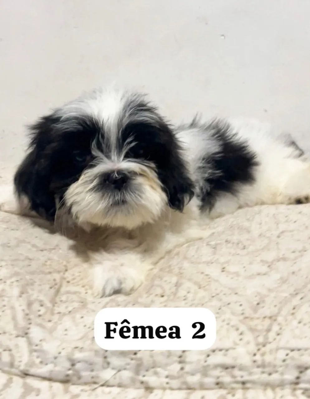 Shitszu 2 meses - Foto 5