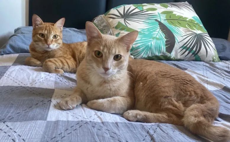 Adoção de gato - Foto 3