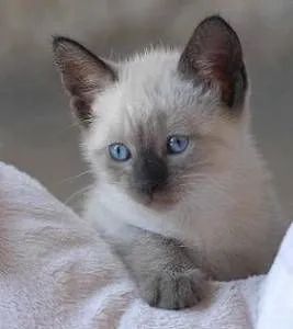 Gato filhote, siamês pura raça