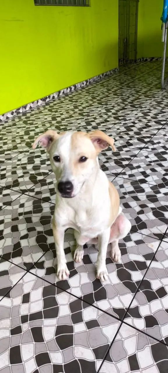 ADOÇÃO URGENTE  - Foto 4