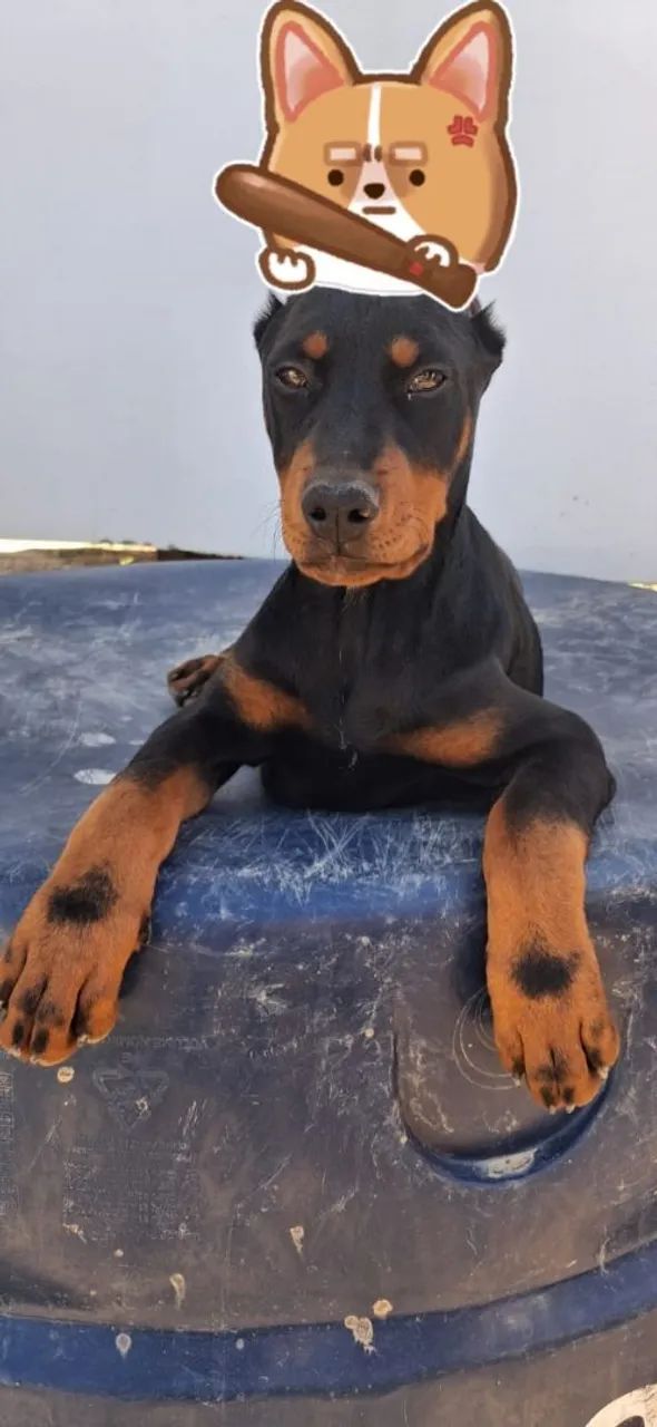 Filhotes Doberman - Foto 2