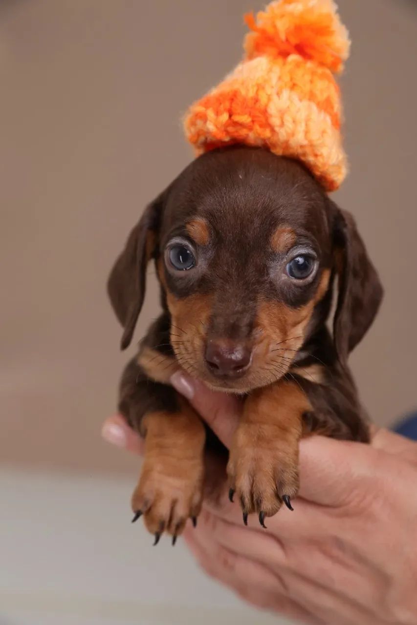 DACHSHUND PERFEITO