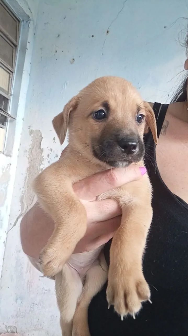 Doaçao de Cachorros Vira-Latas - Porte medio - Parelheiros/SP - Foto 2